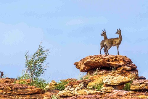 Mapungubwe National Park