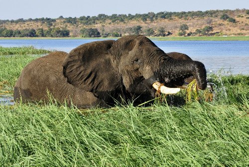 Chobe National Park