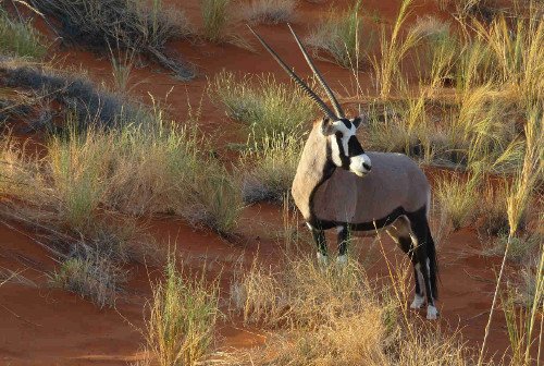 Kgalagadi Transfrontier Park (Kalahari)