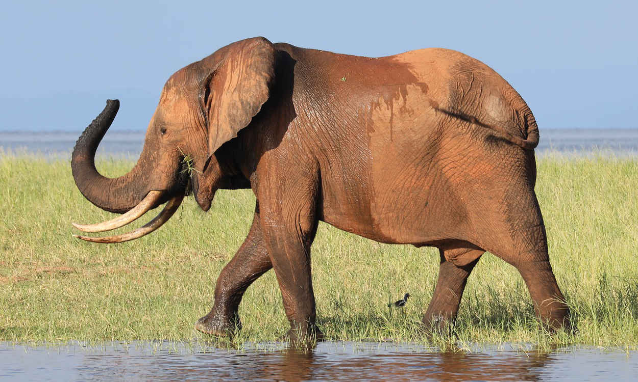 Zimbabwe